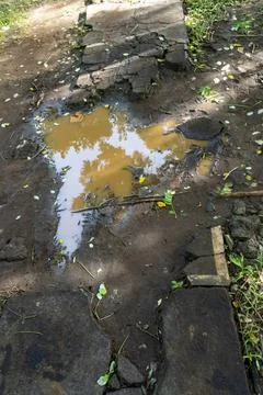 Puddle of water on a sidewalk with a reflection of a tree in it Foto stock