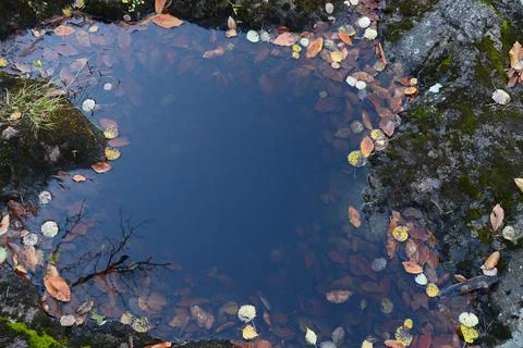 Puddle of water in stone with blue sky reflection and autumn leaves Stock Photos
