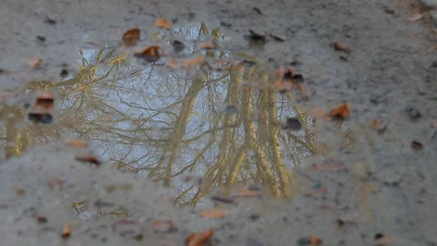 Puddle of Water with trees at water reflection Stock Footage 124066046
