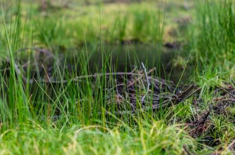 Puddles and grass Stock Photos