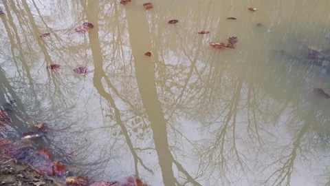 Puddles autumn reflection of trees in the forest Vídeos de archivo 160858586