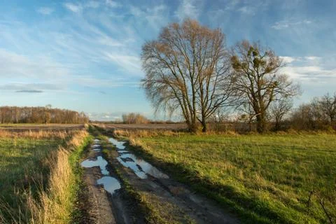 Puddles on a dirt road through fields, tall trees without leaves and clouds o Stock Photos