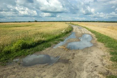 Puddles on dirt road through fields of grain Stock-Fotos