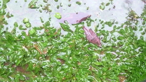 Puddles in the grass after the rain Stock Footage 219839296