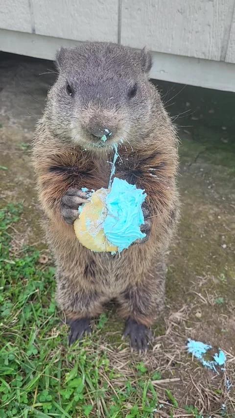 Puddles the Groundhog Eats Potluck Cupcake, Crossville, Tennessee, USA - 25 Jul  Stock Footage 314683242