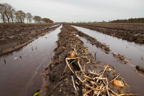 Puddles in Potato field Stock Photos