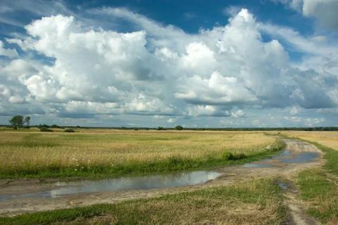 Puddles on the road through fields of grain and clouds in the sky Stock Photos
