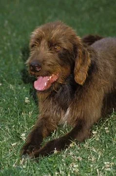 PUDEL POINTER Stock Photos