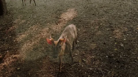Pudu deer Stock Footage 160343311
