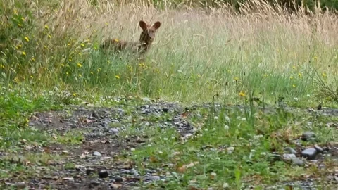 Pudu Stock Footage 274310602