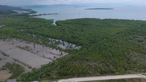 Puerto Princesa Mangrove Canopy and Coastal Water Channels Stock Footage 336298664