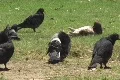 Puerto Rico - Condado: Pigeons resting in park. Footage