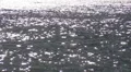 Puerto Rico - HD Sparking Silvery Sea 1 HD Footage