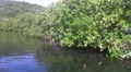 Puerto Rico-Mangrove Forest Lagoon Waterfront-bioluminiscent bay HD Footage