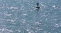 Puerto Rico - Sailfish-Swordfish Sport Fishing Yatch in San Juan Harbor 2 HD Footage