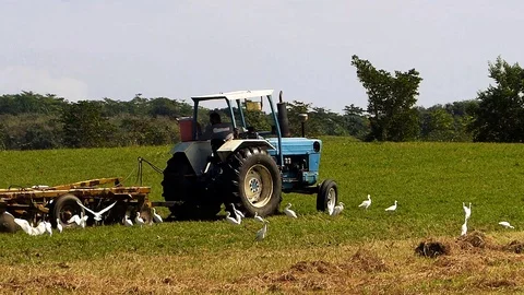 Puerto Rico- Tractor Working on The Field, Cattle Egret Birds Stock Footage 129632783