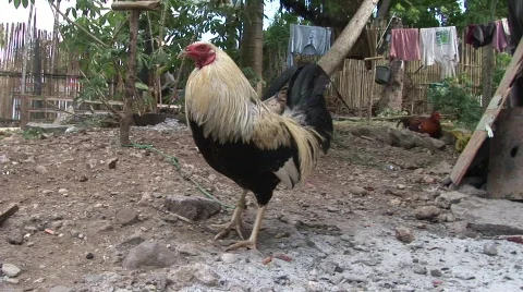 Puerto rooster 2 Stock Footage 499625