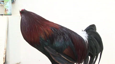 Puerto rooster Stock Footage 499620