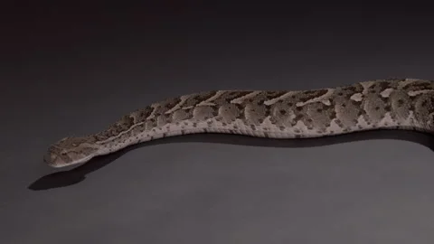Puff Adder black background full body snake nature documentary Stock Footage 263528920