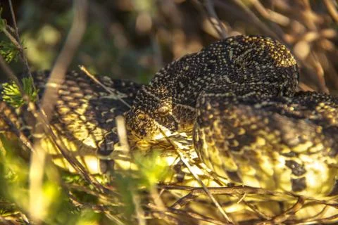 Puff adder in the bush 写真素材