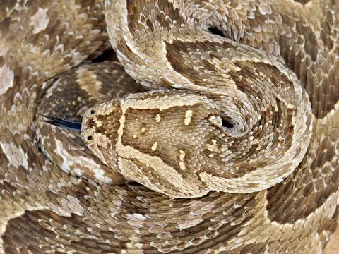 Puff adder Close-up of a curled up puff adder (Bitis arietans) snake Copyr... Stock Photos