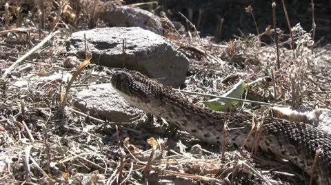 Puff adder close up Stock Footage 12146850