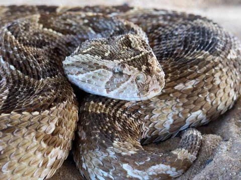 Puff adder Close-up of a puff adder (Bitis arietans) snake ready to strike... Stock Photos