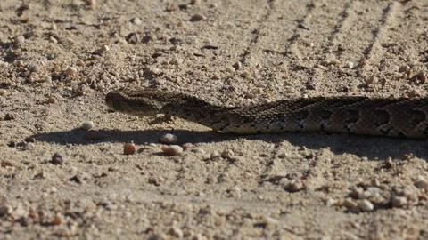 A Puff Adder crossing the road. Stock Footage 311306690