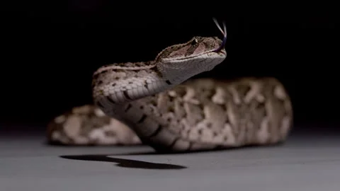 Puff adder dangerous snake on black background nature documentary Stock Footage 263528683