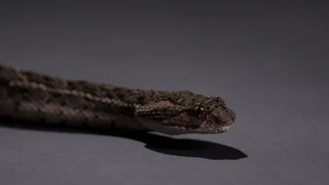Puff Adder dangerous snake moving head low to the floor Stock Footage 269472603