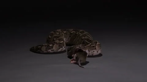Puff Adder deadly snake eating prey - wide shot isolated on grey Stock Footage 270126120