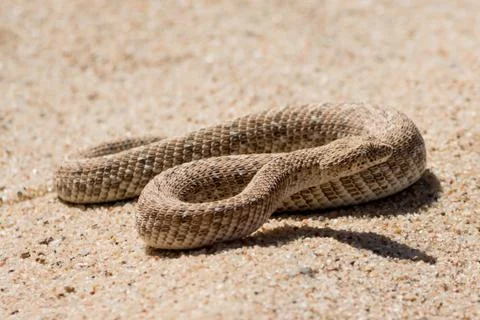 Puff adder in the desert. Stock Photos