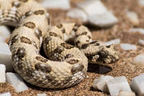 Puff adder in the desert. Stock Photos