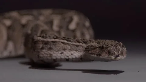 Puff adder extreme close up slow motion tongue nature documentary Stock Footage 263528671