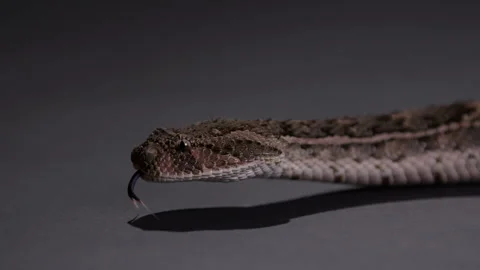 Puff Adder - extremely dangerous snake - close up on face Stock Footage 269866547