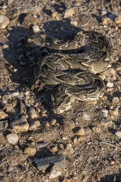 Puff Adder Front View with Slight Top-Down Angle (Portrait) Stock Photos