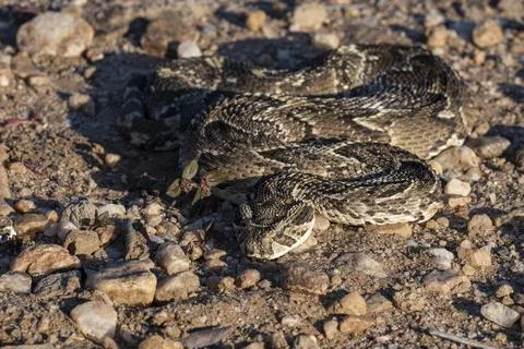 Puff Adder Front View with Slight Top-Down Angle Stock Photos