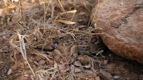 A Puff Adder Hides Stock Footage 88568751