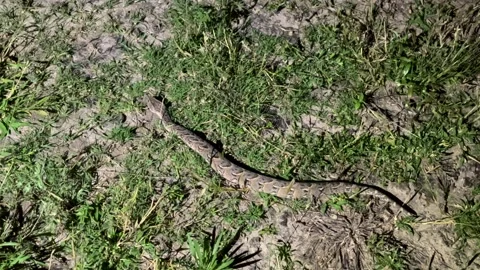 Puff adder moving through grassy terrain in Kruger National Park. Stock Footage 335949751