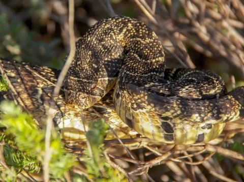 Puff adder 写真素材