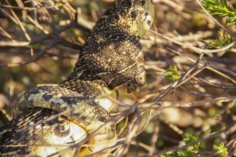 Puff adder 写真素材