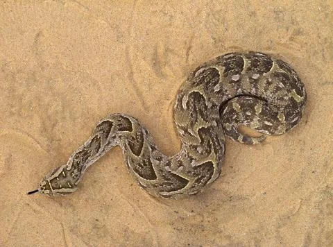 Puff adder A poisonous puff adder (Bitis arietans) snake Copyright: xZoona... Stock Photos