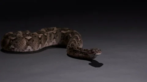 Puff adder poisonous snake on neutral background - pan wide shot Stock Footage 269472971