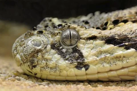Puff adder portrait Stock Photos