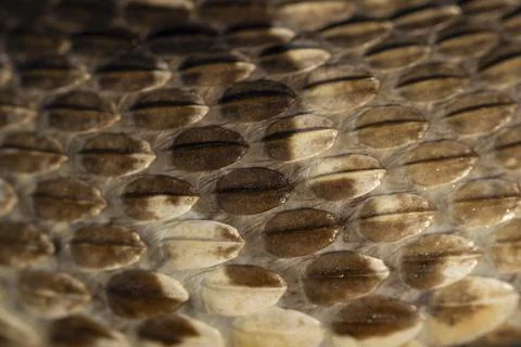 Puff Adder Scales Close-Up in Namibia Stock Photos