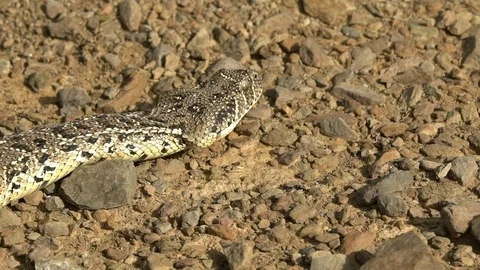Puff adder slithering over rocky ground Stock Footage 89774205