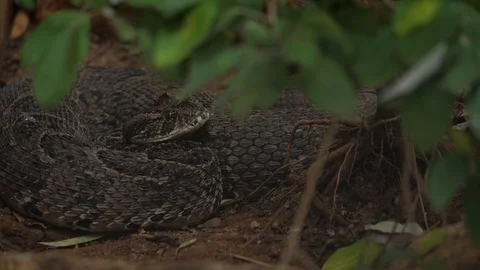 Puff Adder Snake 01 Stock Footage 88023242