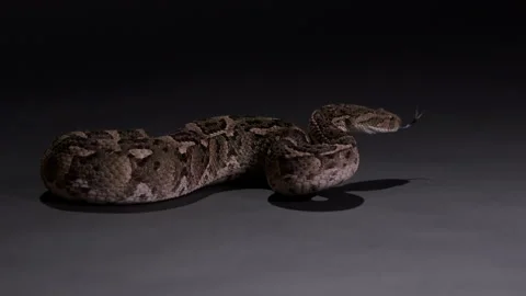 Puff Adder Snake becoming defensive - wide shot isolated on grey background Stock Footage 268987692