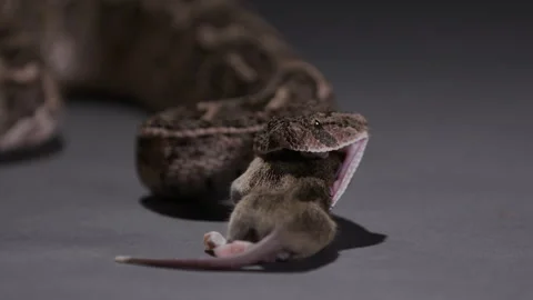 Puff Adder snake beginning to walk prey into mouth Stock Footage 268987622