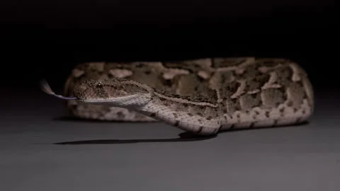 Puff adder snake cinematic slow motion on black nature documentary Stock Footage 263530353